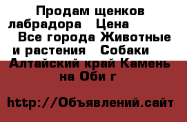 Продам щенков лабрадора › Цена ­ 20 000 - Все города Животные и растения » Собаки   . Алтайский край,Камень-на-Оби г.